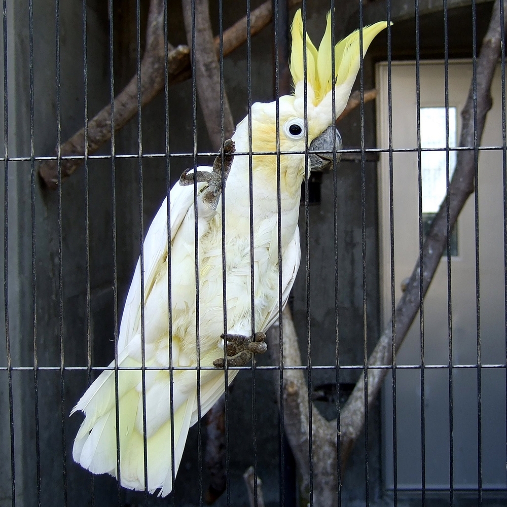 小葵花凤头鹦鹉