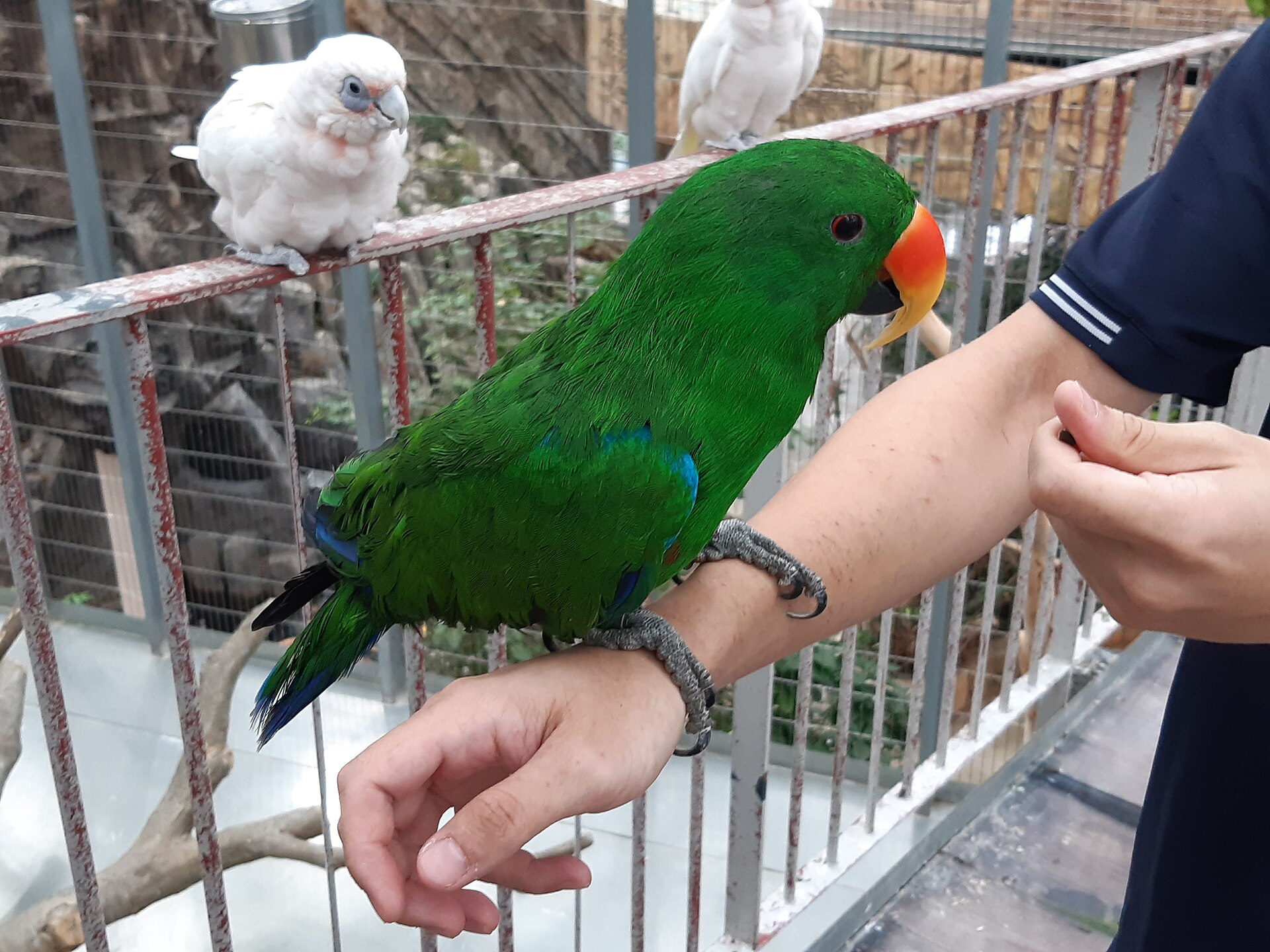折衷鹦鹉